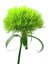 Dianthus Green Trick Green Stem