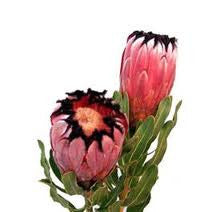 Protea Pink Mink Stem