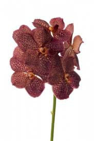 Vanda Orchid Brown Stem
