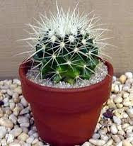 medium cactus