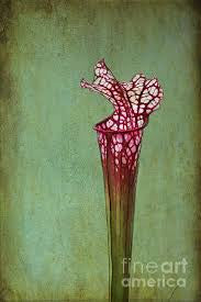 cobra lily