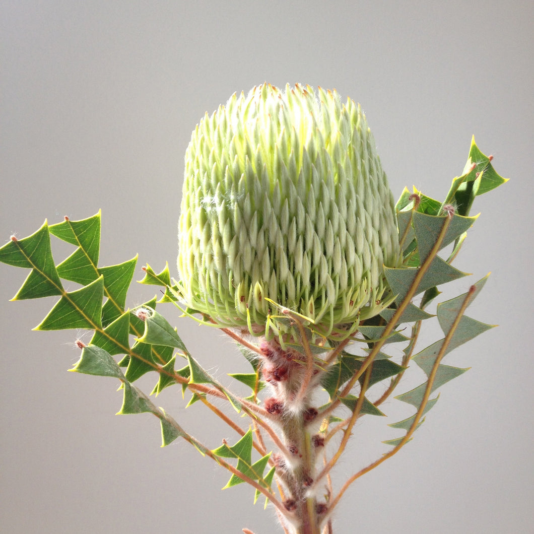 Green Apple Banksia