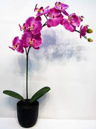 orchid with pot