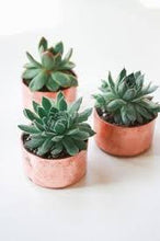 Load image into Gallery viewer, Succulents
